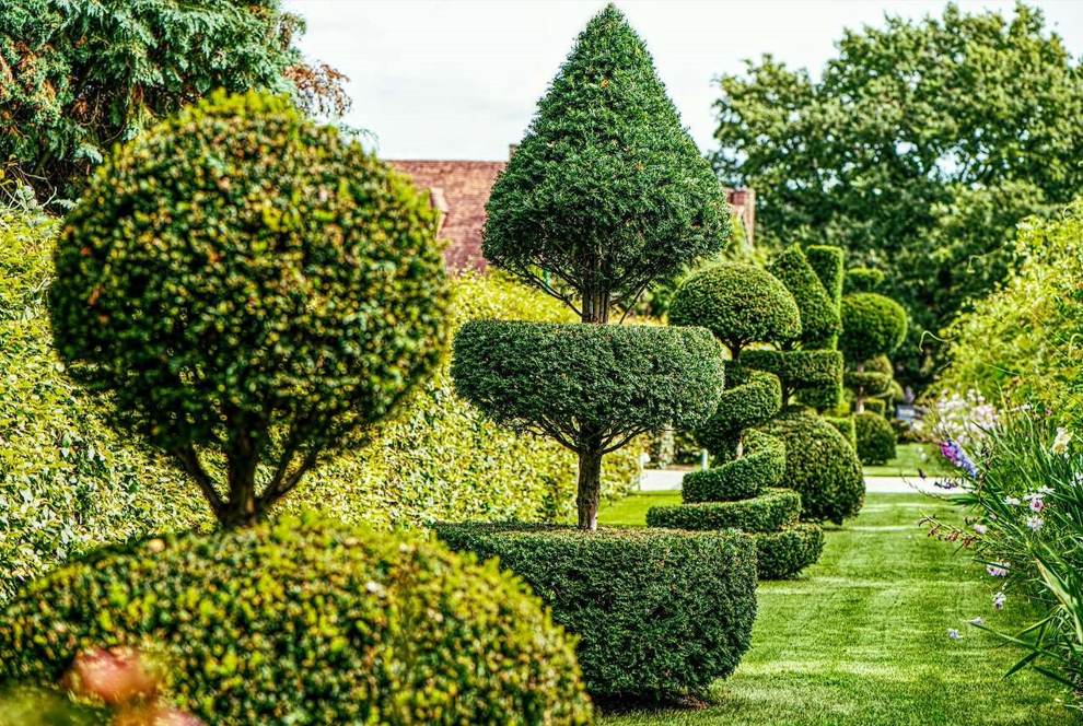Photograph of topiary - bushes trimmed into abstract shapes